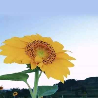海贼大宝藏破解版下载
